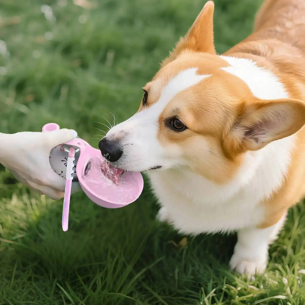 Portable Pet Hydration Station
